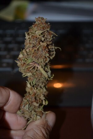 DSC_0102 - Copy (3).JPG