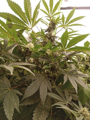 IMG_20251019_170017_002.jpg IMG_20251019_170017_002.jpg