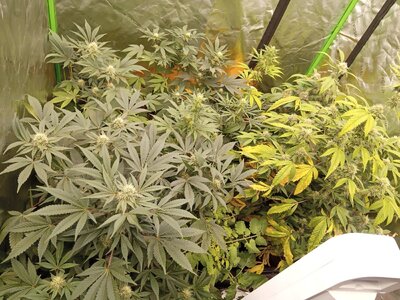 IMG_20251019_165953_712.jpg IMG_20251019_165953_712.jpg