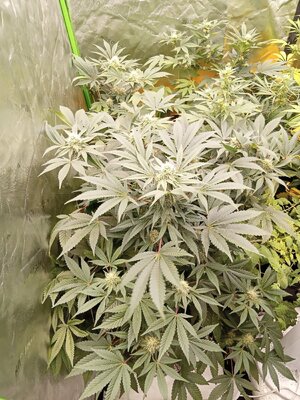 IMG_20251019_165927_749.jpg IMG_20251019_165927_749.jpg