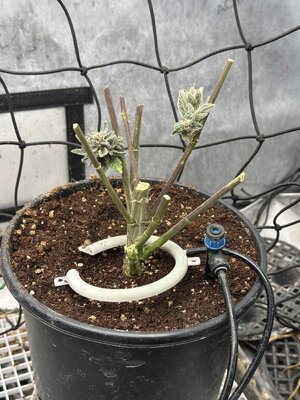 IMG_7702.jpeg IMG_7702.jpeg