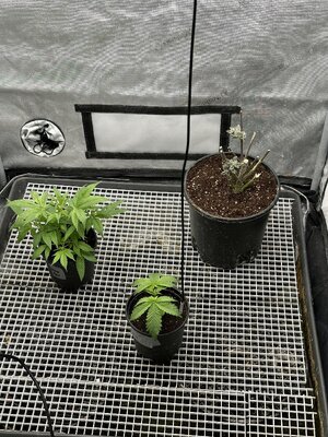 IMG_7704.jpeg IMG_7704.jpeg