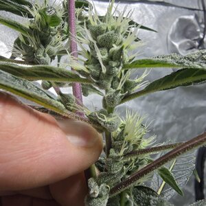 20251116_062958.jpg 20251116_062958.jpg