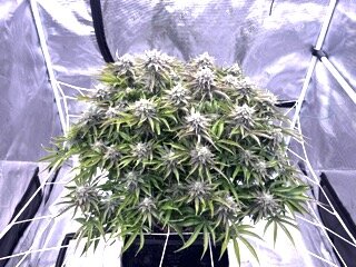 IMG_5741 copy Small.jpeg