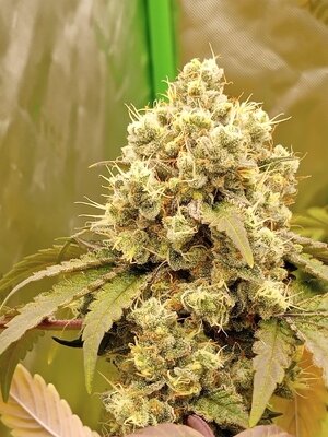 IMG_20251115_152021_124.jpg