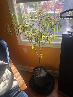 IMG_7687.jpeg IMG_7687.jpeg