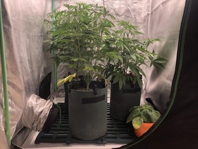 IMG_7721.jpeg IMG_7721.jpeg