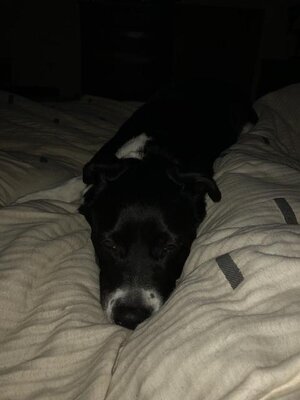 78529510700__86F68178-F804-4435-AEC0-50F0298A801D.jpeg 78529510700__86F68178-F804-4435-AEC0-50F0298A801D.jpeg