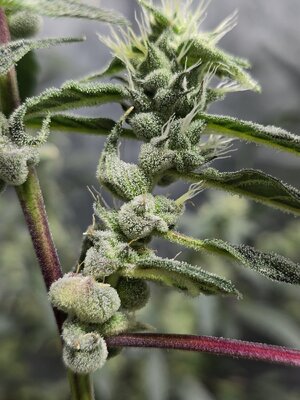 20251120_130705.jpg 20251120_130705.jpg