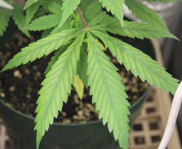 Nov 24 needs mag.JPG