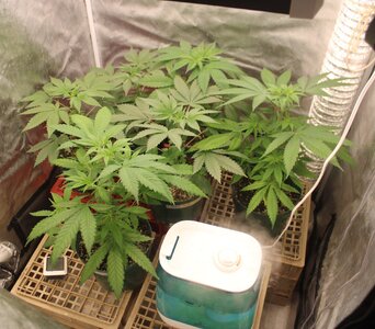 Nov 24 new crop.JPG