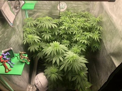 IMG_7870.jpeg IMG_7870.jpeg