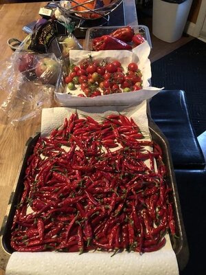 IMG_7875.jpeg