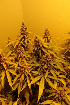 Chocolate Skunk F8b.JPG