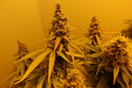 Chocolate Skunk F8c.JPG