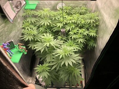 IMG_7943.jpeg IMG_7943.jpeg