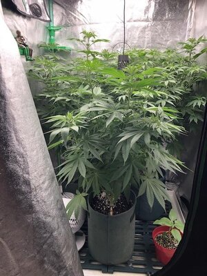 IMG_7944.jpeg IMG_7944.jpeg