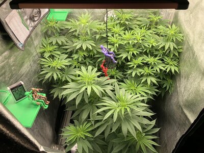 IMG_7953.jpeg IMG_7953.jpeg