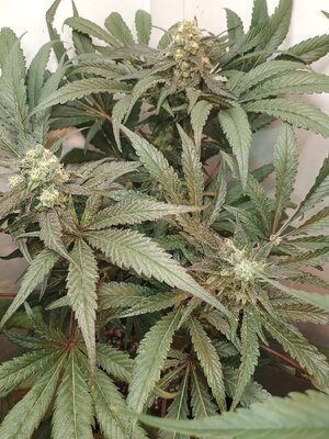 IMG_20251202_115156701.jpg IMG_20251202_115156701.jpg