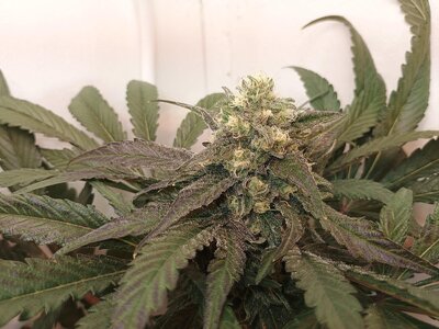 IMG_20251202_115240102.jpg IMG_20251202_115240102.jpg