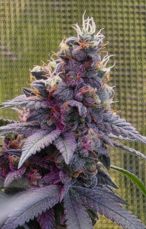 20251202_195911.jpg 20251202_195911.jpg