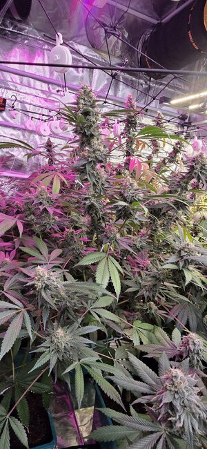 20251202_201514.jpg 20251202_201514.jpg