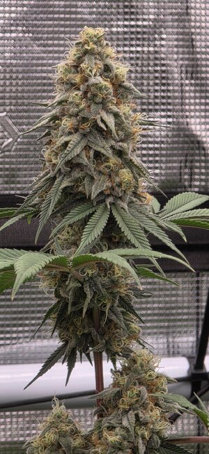 20251129_200326.jpg 20251129_200326.jpg