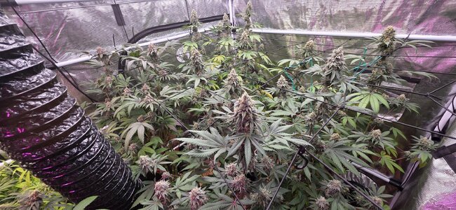 20251202_201034.jpg 20251202_201034.jpg