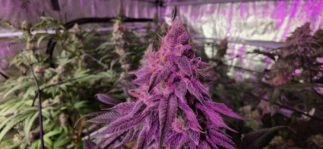 20251129_195613.jpg 20251129_195613.jpg