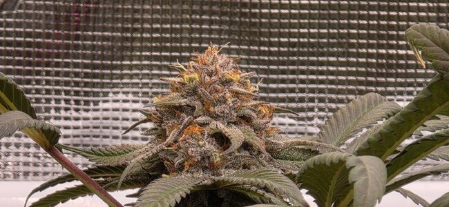 20251201_221230.jpg 20251201_221230.jpg