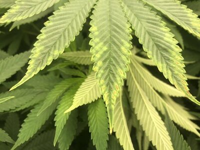 IMG_7987.jpeg IMG_7987.jpeg