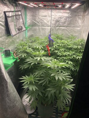 IMG_7990.jpeg IMG_7990.jpeg