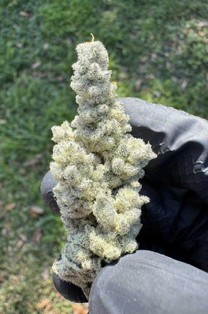 2hlogdi8qv4g1.jpeg 2hlogdi8qv4g1.jpeg