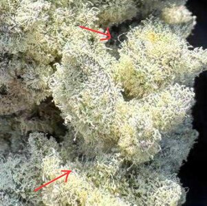 Screenshot_20251203_200304_Chrome.jpg Screenshot_20251203_200304_Chrome.jpg