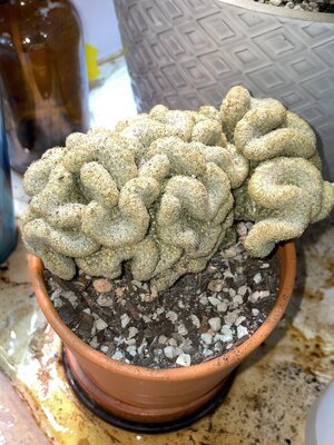 IMG_3252.jpeg IMG_3252.jpeg