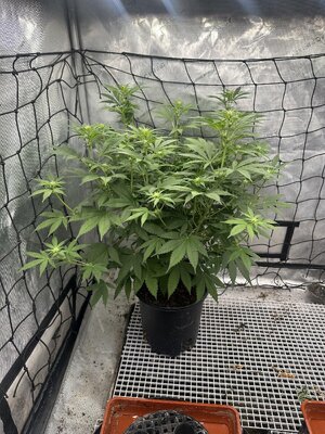 IMG_7854.jpeg IMG_7854.jpeg