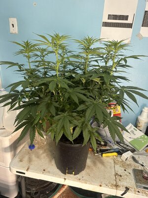 IMG_7855.jpeg IMG_7855.jpeg