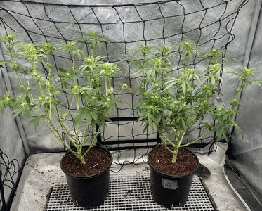 IMG_7856.jpeg IMG_7856.jpeg