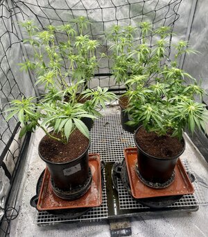 IMG_7857.jpeg IMG_7857.jpeg