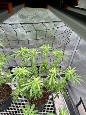 IMG_7861.jpeg IMG_7861.jpeg