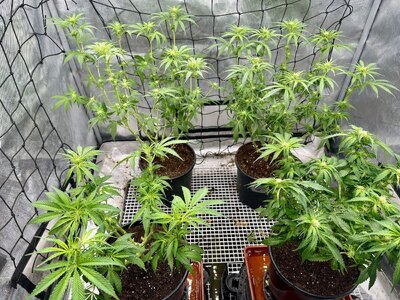 IMG_7863.jpeg IMG_7863.jpeg