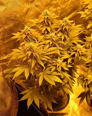 20251205_071835.jpg 20251205_071835.jpg