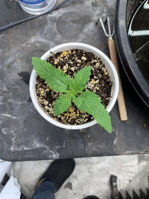 IMG_6957.JPG IMG_6957.JPG