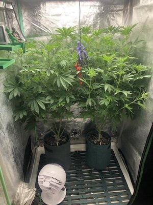 IMG_8036.jpeg IMG_8036.jpeg