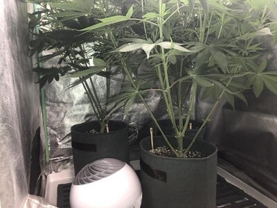 IMG_8039.jpeg IMG_8039.jpeg