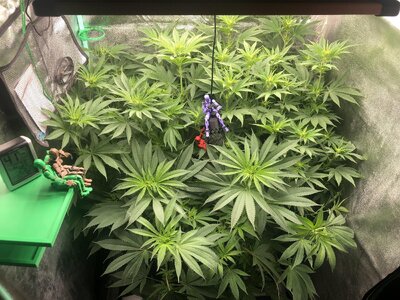 IMG_8040.jpeg IMG_8040.jpeg