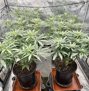 IMG_7892.jpeg IMG_7892.jpeg