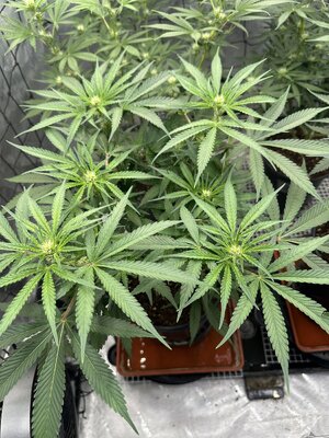 IMG_7893.jpeg IMG_7893.jpeg