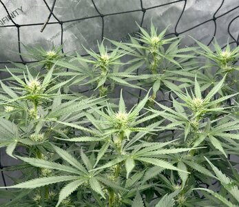 IMG_7897.jpeg IMG_7897.jpeg