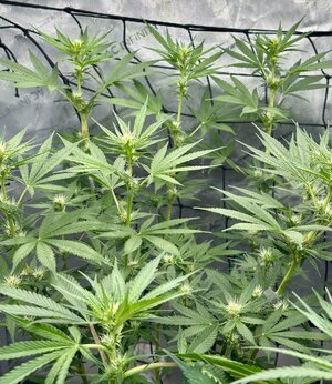 IMG_7898.jpeg IMG_7898.jpeg